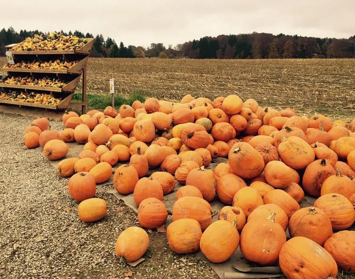 Unser-absoluter-Favorit-unkompliziert-und-reichhaltig-Pumpkin-Autumn-Home-Blend Simply Real Nutrition GmbH